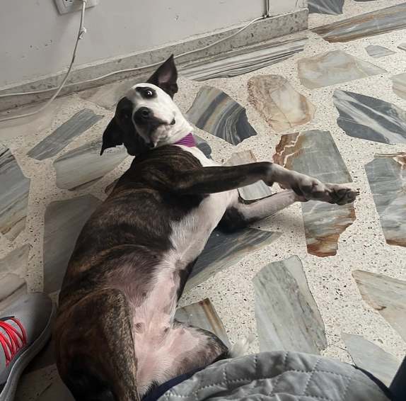 Image of Kayla, Raul's dog